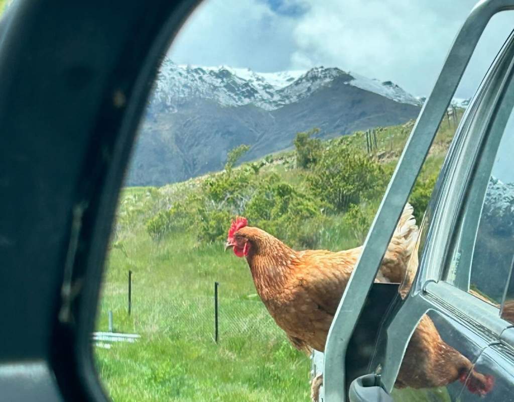 Chicken