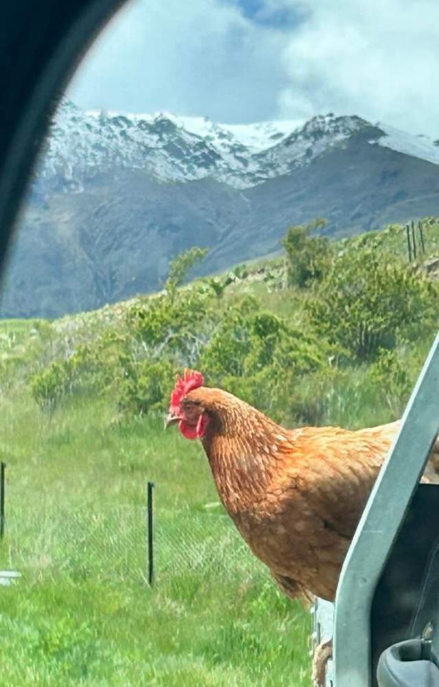Chicken