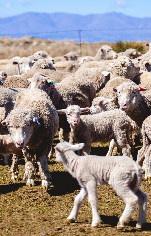 Closeburn Station Maniototo NZ Fine Wool Merino sheep and lambs