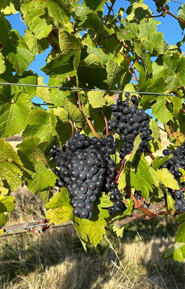 Grapes