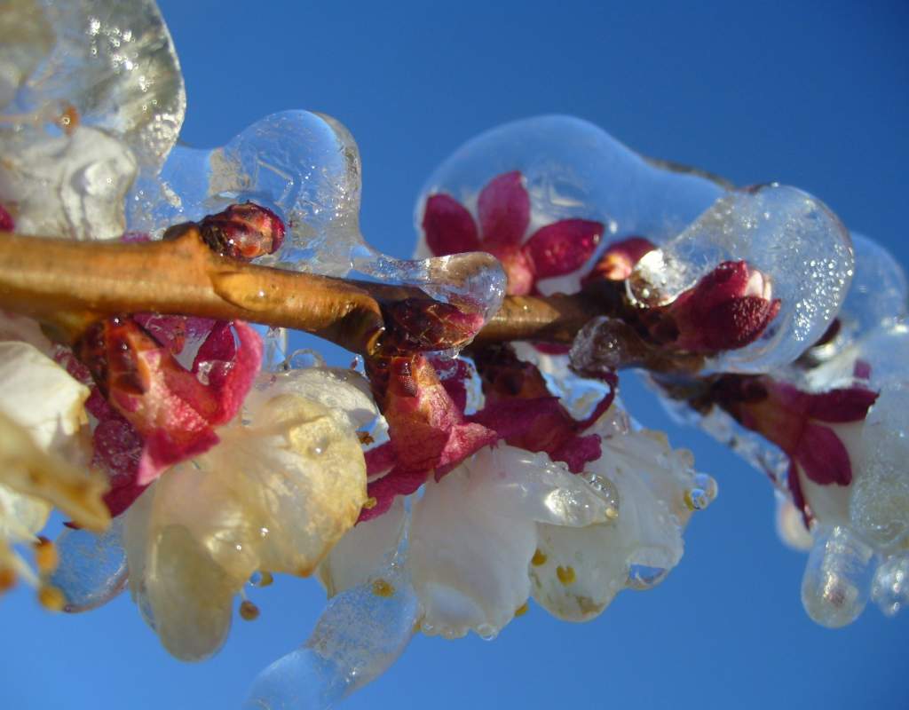 Spring Frost Fighting blossom protection