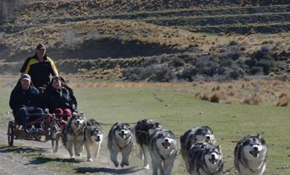 real dog company 4