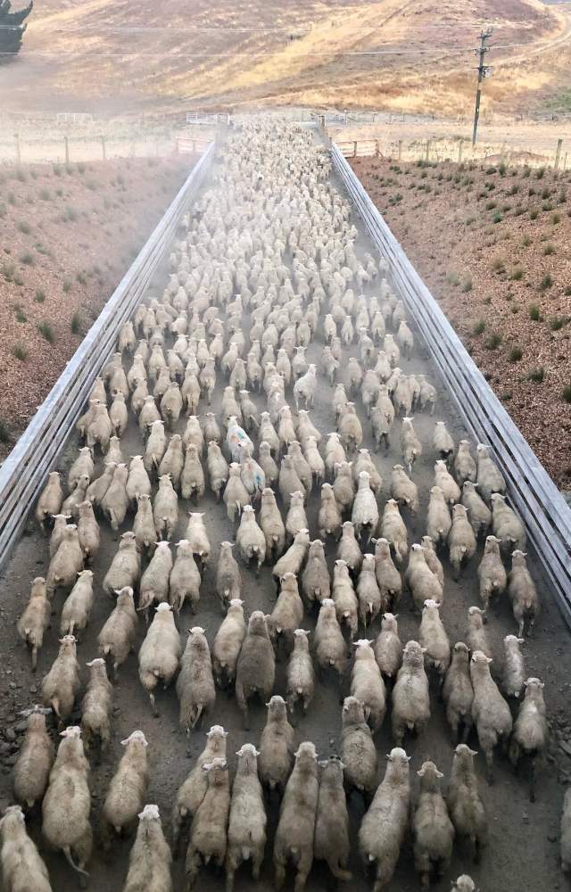 sheep