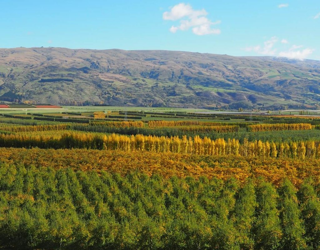 teviot valley orchards