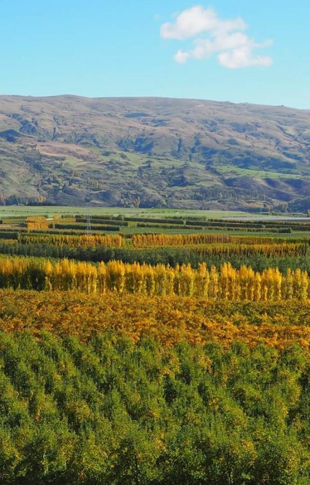 teviot valley orchards