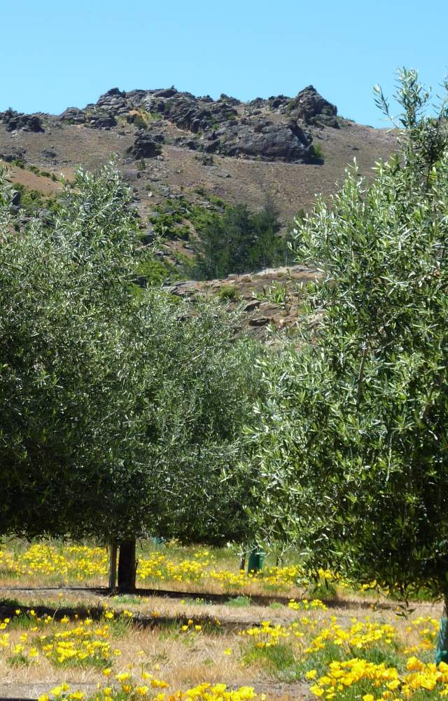 Cairmuir Olive Trees