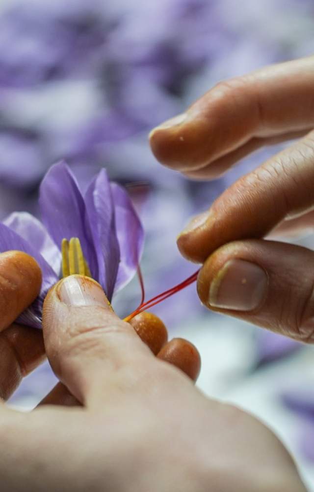 Wynyard Estate Saffron 1