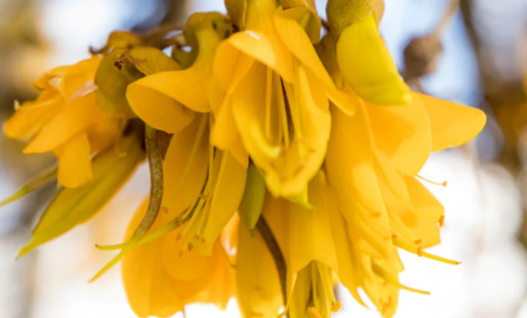 Kowhai from website