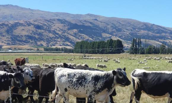 Sheep and Beef